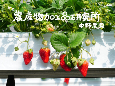 農産物加工品研究所 中野農園 概要紹介